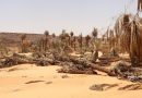 Des millions de pertes enregistrés dans les Oueds de palmeraies de l’Adrar (vidéo)