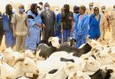 Podor: près de 250 000 moutons ont déjà transité par Madina Ndiathbé en provenance de la Mauritanie (ministre)