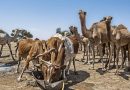 Mauritanie : la transformation des systèmes alimentaires pour faire face aux sécheresses