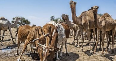 Mauritanie : la transformation des systèmes alimentaires pour faire face aux sécheresses Mauritanie : la transformation des systèmes alimentaires pour faire face aux sécheresses